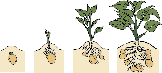 土豆发芽过程图片