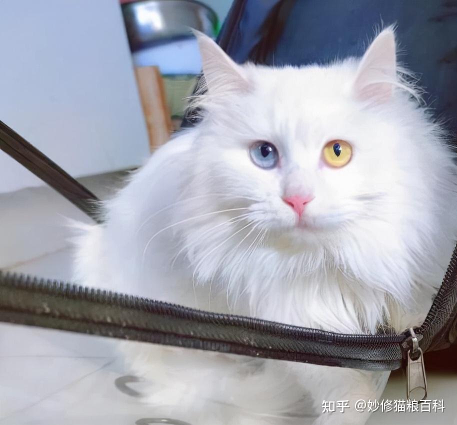 纯种狮子猫有这些特征,一看就知道,骗不了人 - 知乎