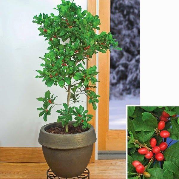 魔幻水果——神秘果