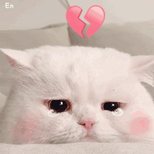 120张可爱到哭泣的猫咪表情包
