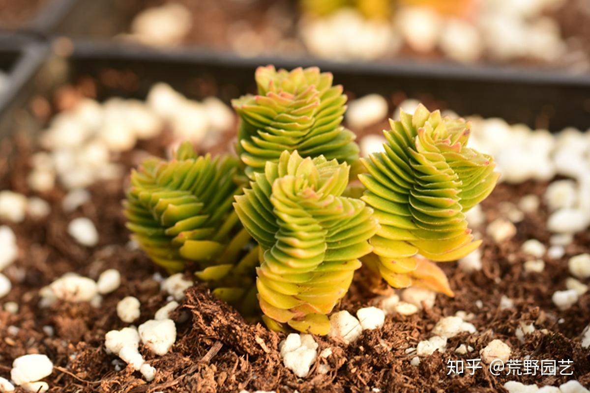 多肉青锁龙(crassula),美奇美奇 - 知乎