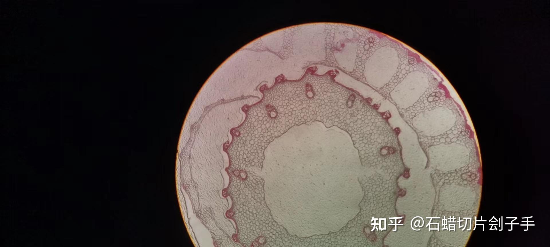 石蠟切片中番紅-固綠染色的一些細節與技巧? - 知乎