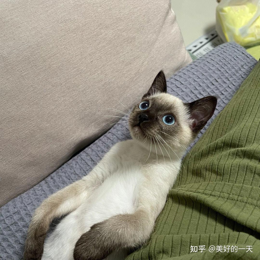 【3】暹罗猫