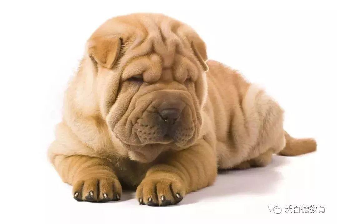 萨摩耶samoyed日本银狐japanese spitzbn波利puli松狮犬chow chow