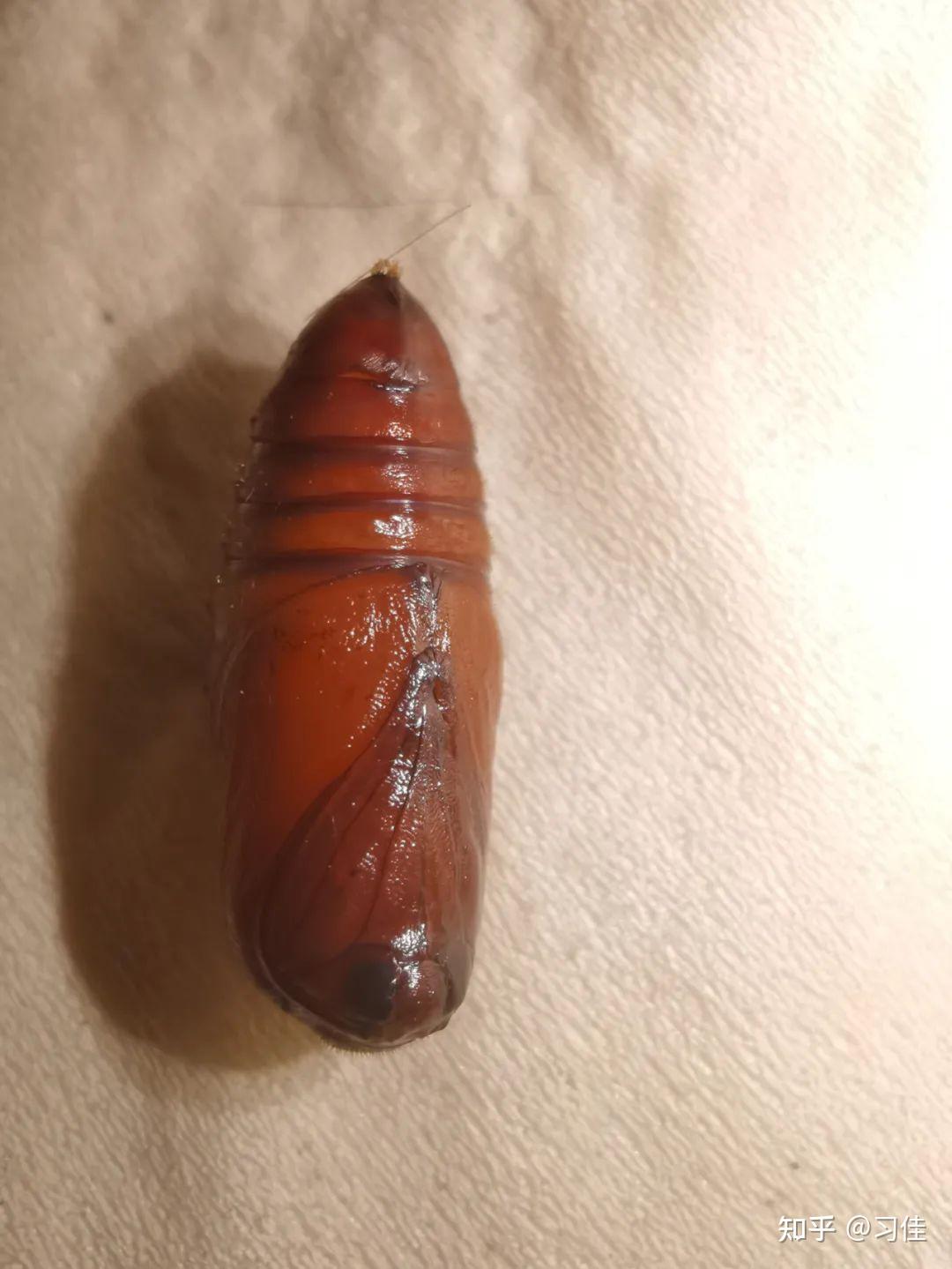 八点灰灯蛾creatonotos transiens