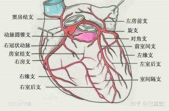 冠状动脉结构示意图图片