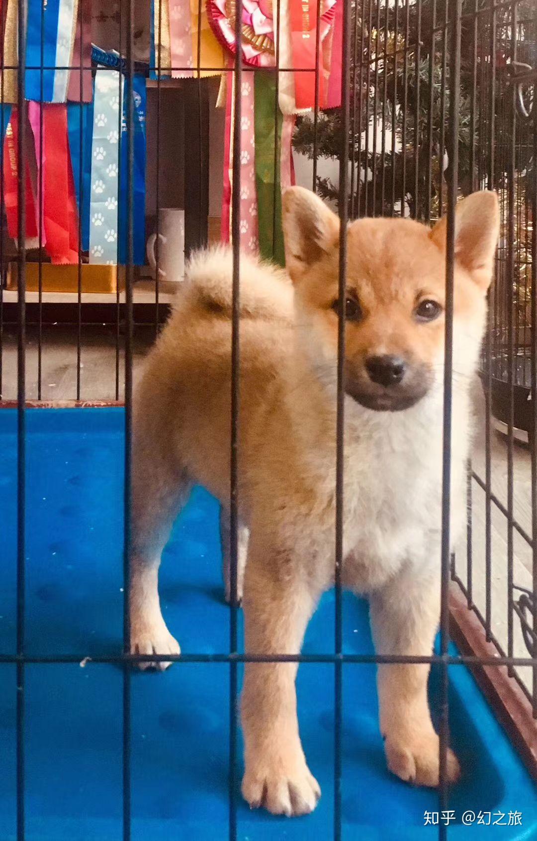 日本璜犬 是不是柴犬?