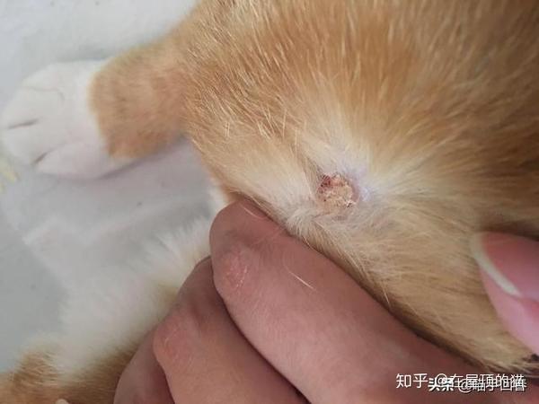 猫咪头部慢慢糜烂掉毛 又痛又痒在蹭墙壁 当心染丝状菌病 知乎