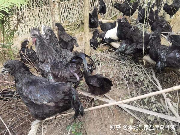 盐津乌骨鸡怎么分辨公母 - 知乎