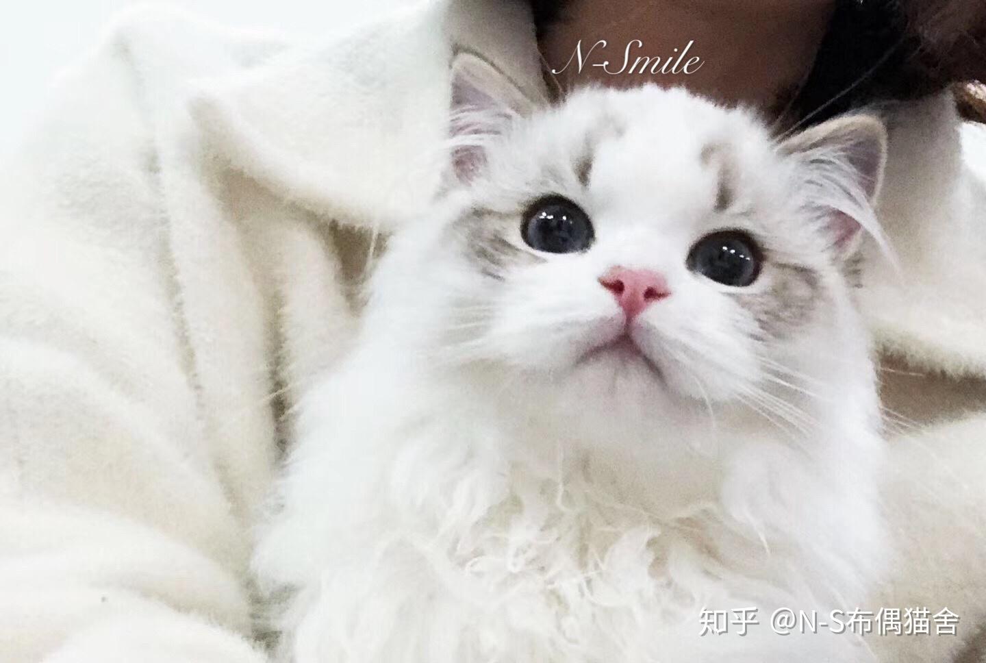 那些关于布偶猫的冷知识- 知乎