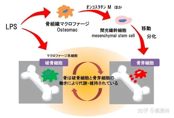 骨組織巨噬細胞通過 lps 刺激分泌一種叫做制瘤素 m 的物質,制瘤素 m