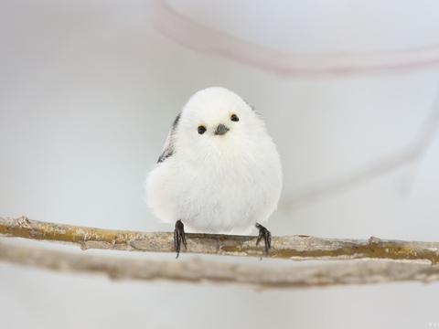 白色长尾巴鸟图片