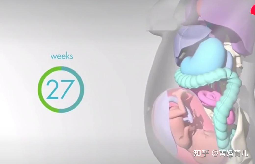 怀孕宝宝挤压器官图图片