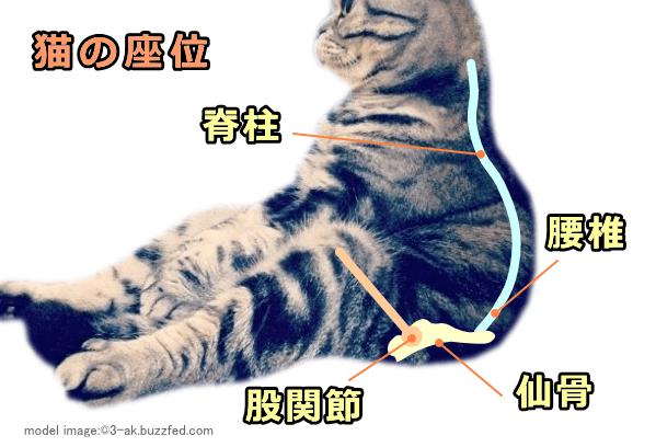 猫的坐姿人在坐姿时,是坐在一整个坐骨上的,上半身和下半身的夹角处