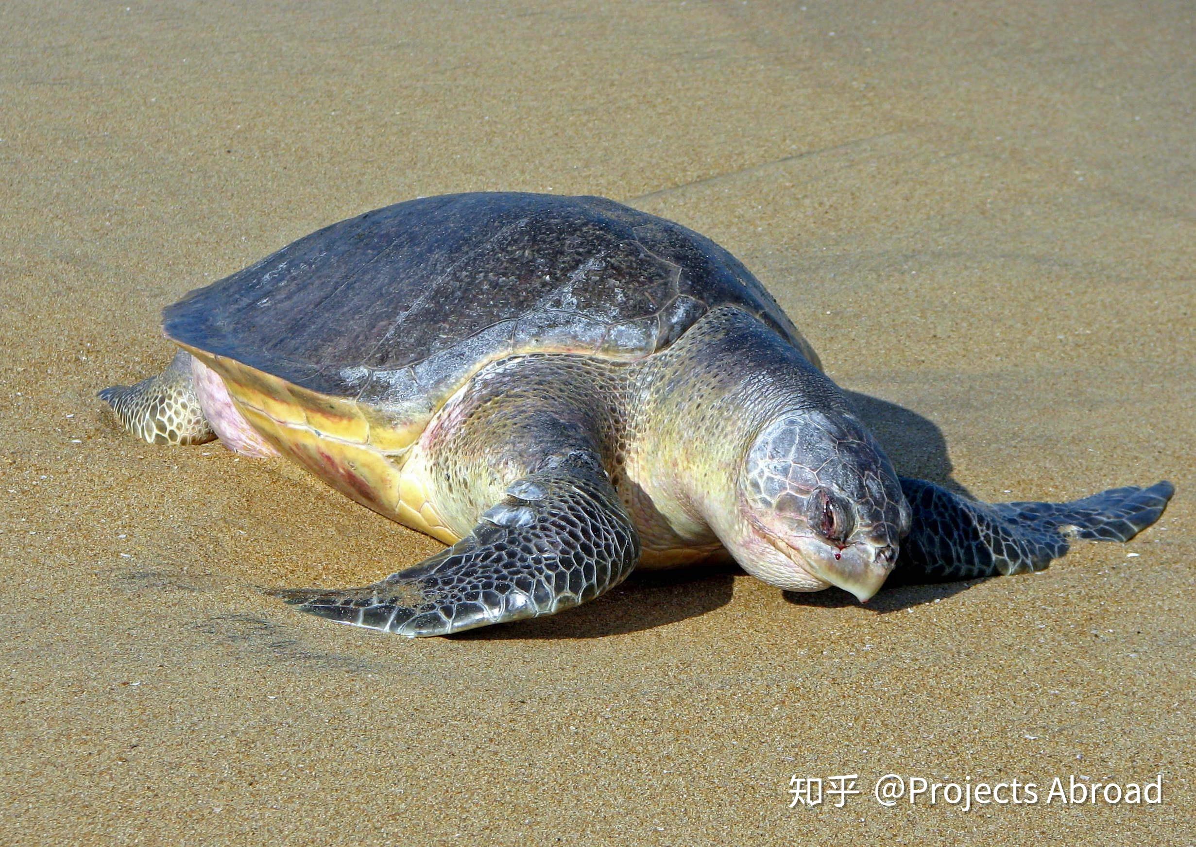 墨西哥海龟保护志愿者项目海外动物保护义工保护极度濒危的3种