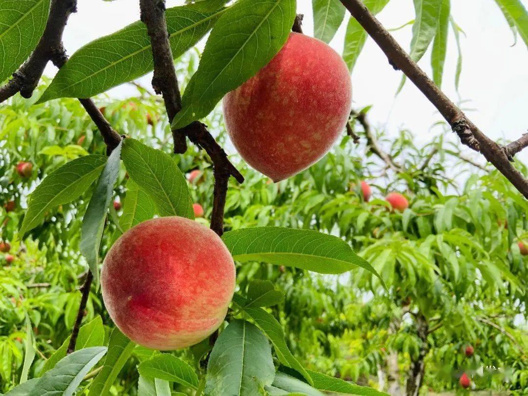 胭脂脆桃一直是云龙镇比较出名的品种,这次和朋友一起过来摘,桃子味道