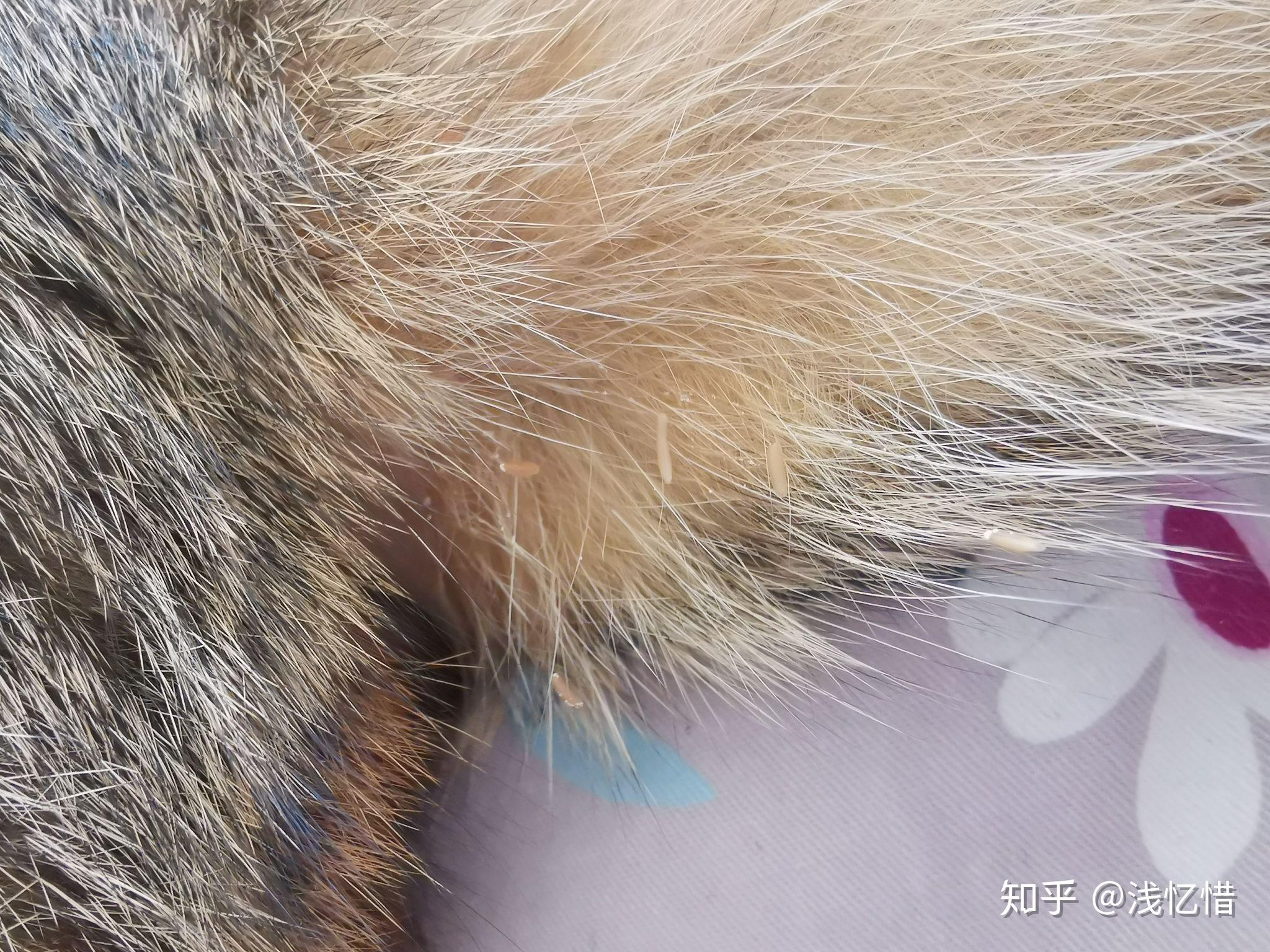 我家猫咪肛门里会爬出来这种虫子这是什么虫啊