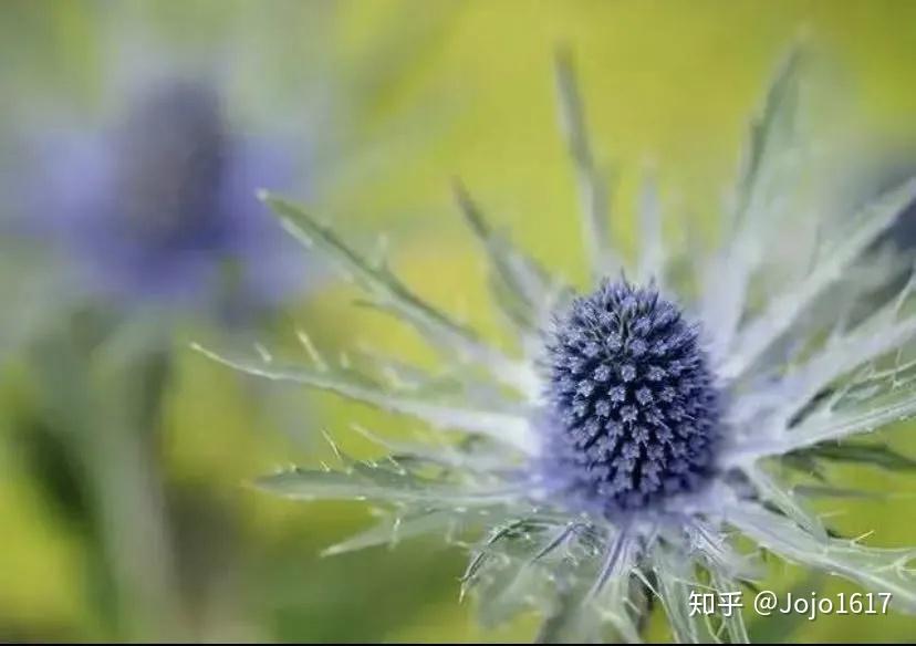 刺芹 | 有一种草，看似不可侵犯却实则温柔 - 知乎