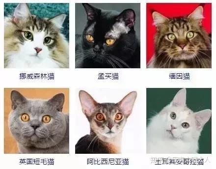 最受欢迎的宠物猫排行榜前十名,有你家的吗