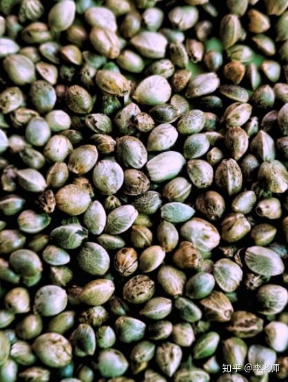 止泻的中药有哪些中药材 v2-16be267b9097fba3e10d7c7ee5e8ad1e_b.jpg