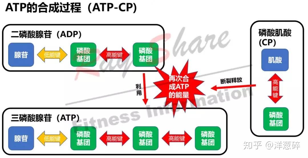 人体供能系统之磷酸原系统(ATP-CP) - 知乎
