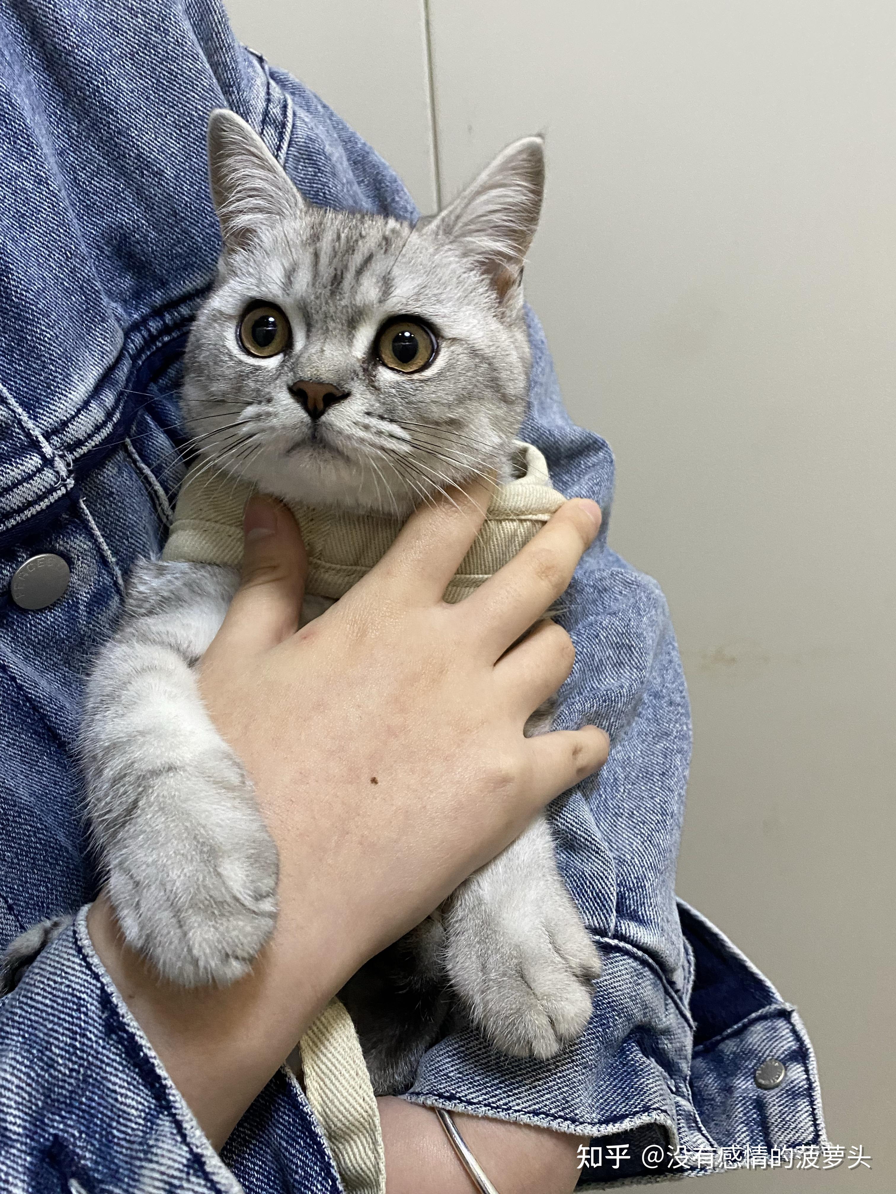 现实中见到的最好看的猫长什么样子