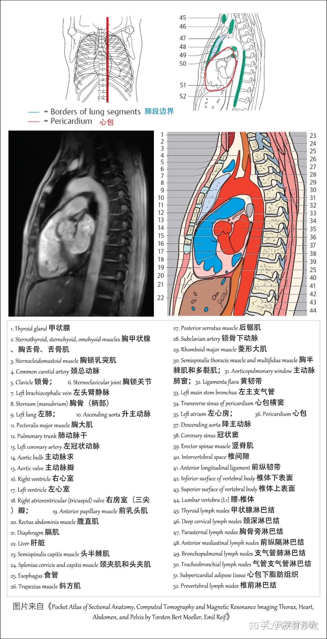 好漂亮的肺部解剖！ - 知乎
