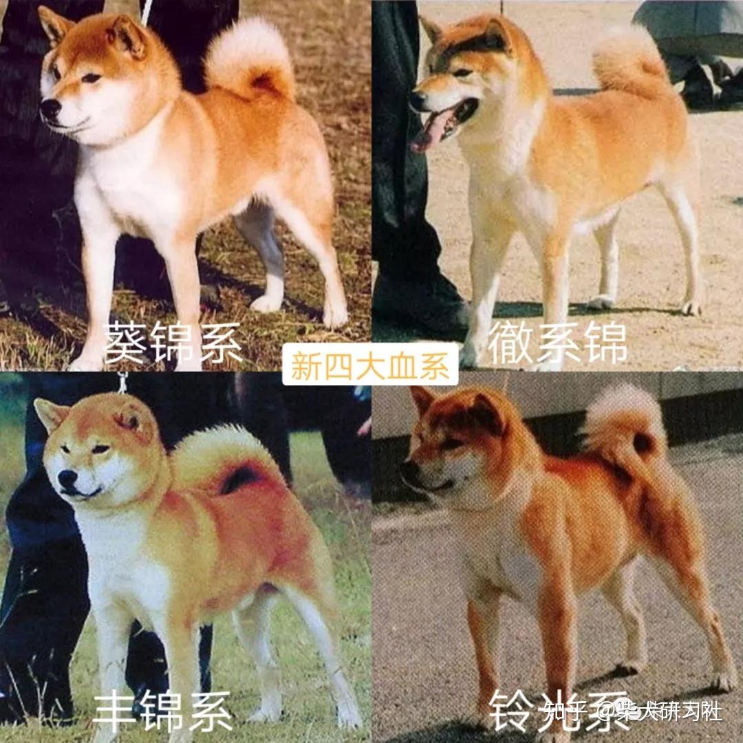 对柴犬单双血统欧系美系日系浣面狐面的辩论