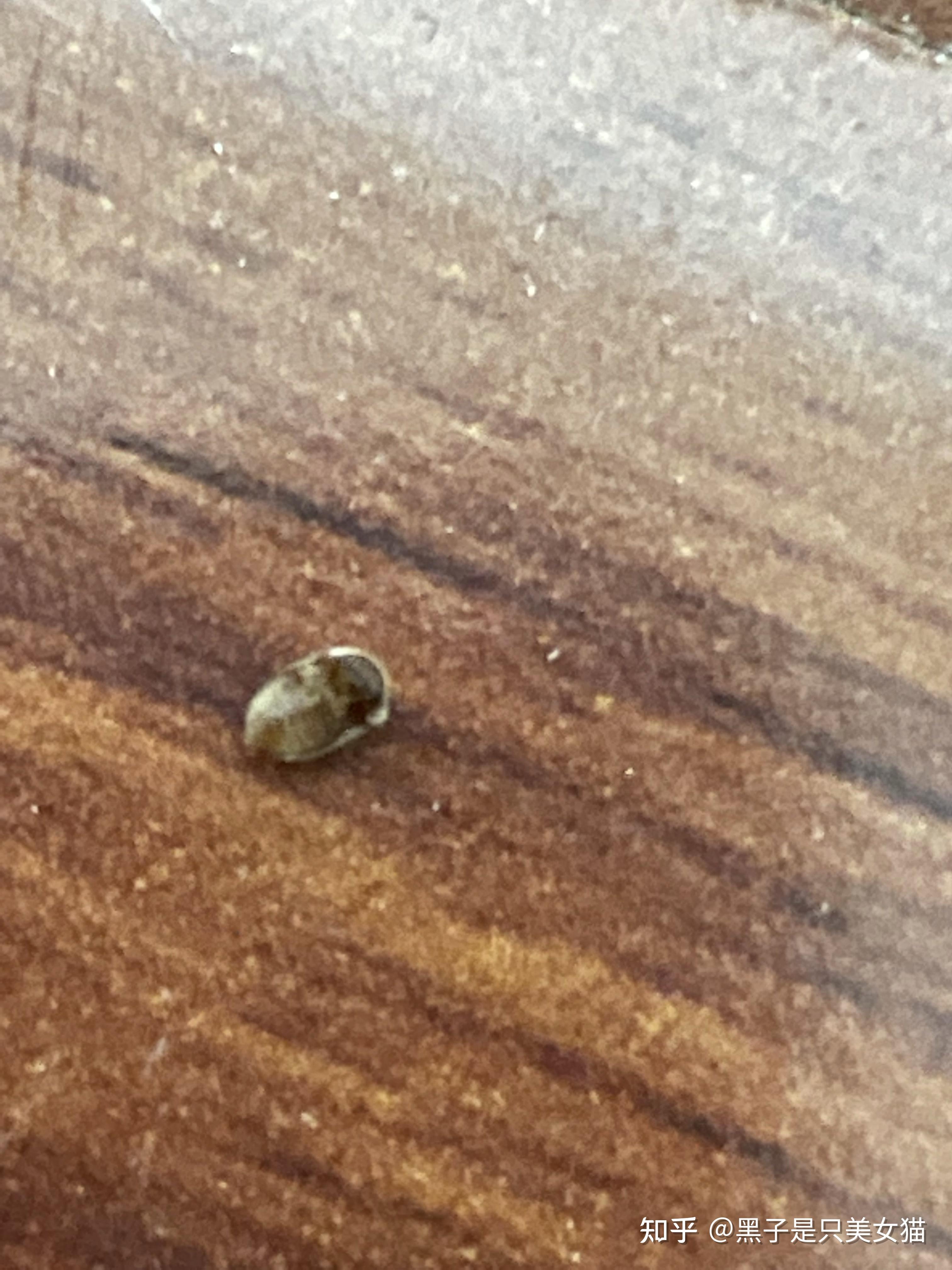 请问这是什么虫子