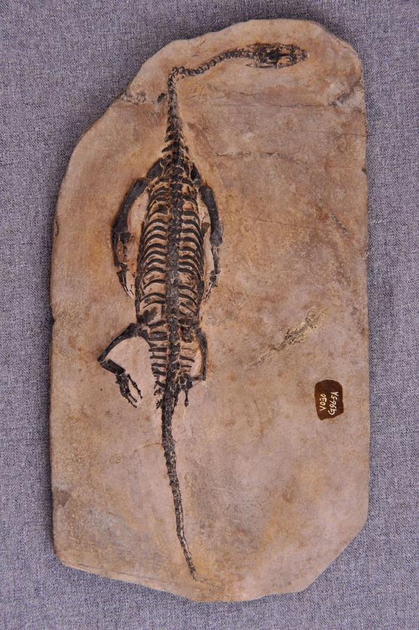 假贵州龙化石图片图片