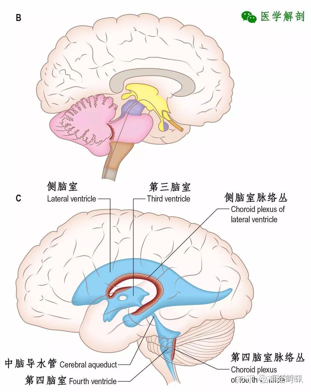 中枢神经系统 — 脑知识讲解 - 知乎