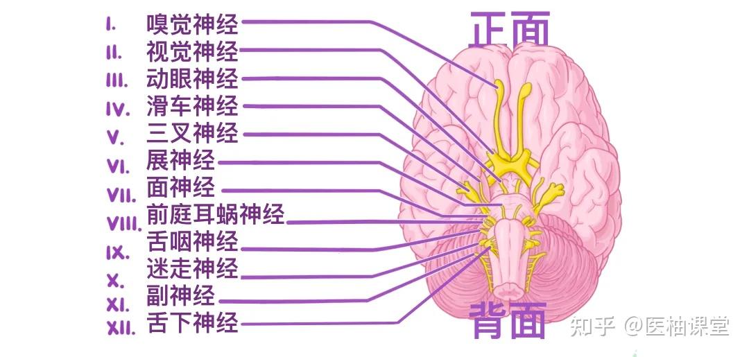 人体解剖学基础  人体十二对颅神经