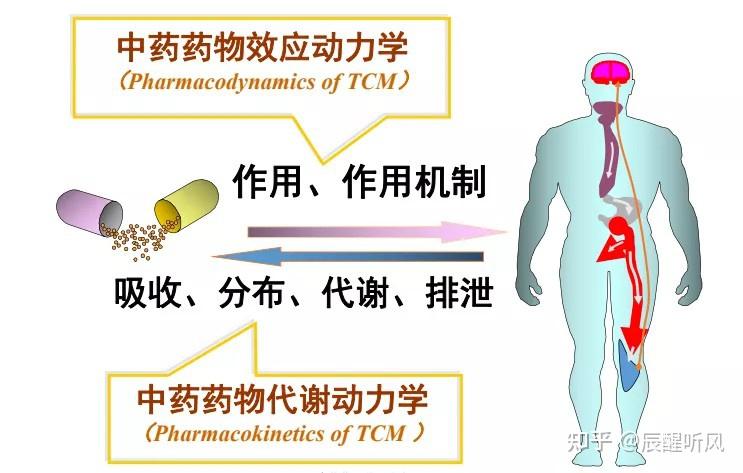 61 中药药物代谢动力学,简称中药药动学61 中药药物效应动力学