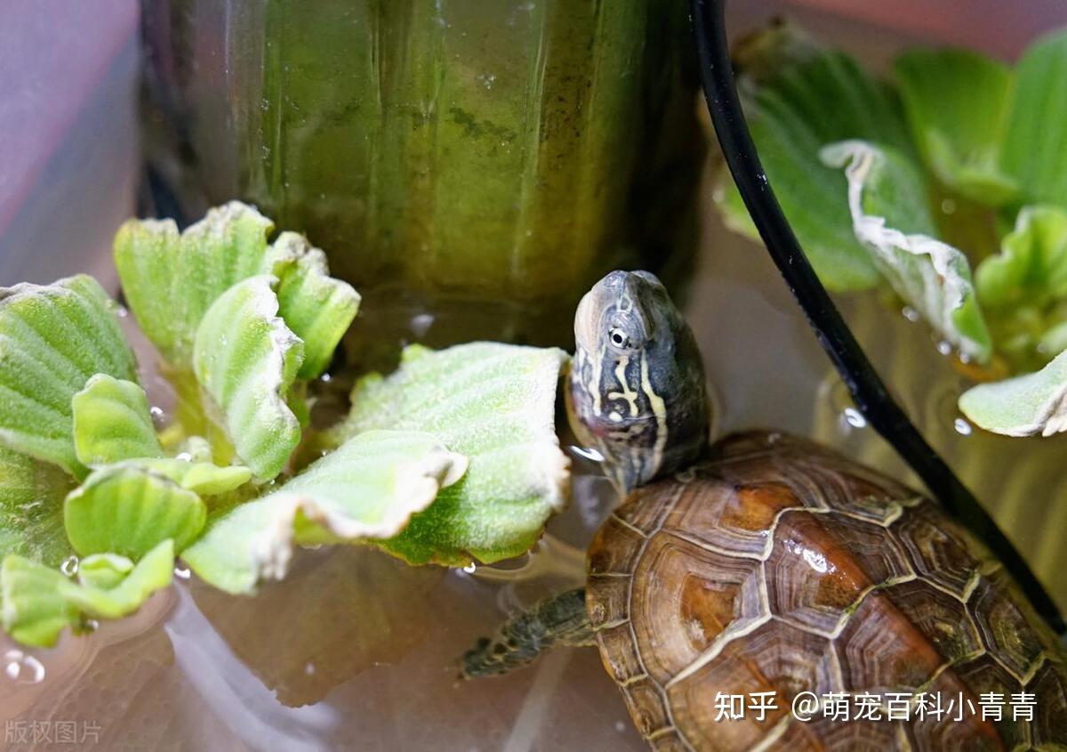 常见宠物龟有哪些？最常见的10种宠物龟，快来看看有你的乌龟吗！ - 知乎