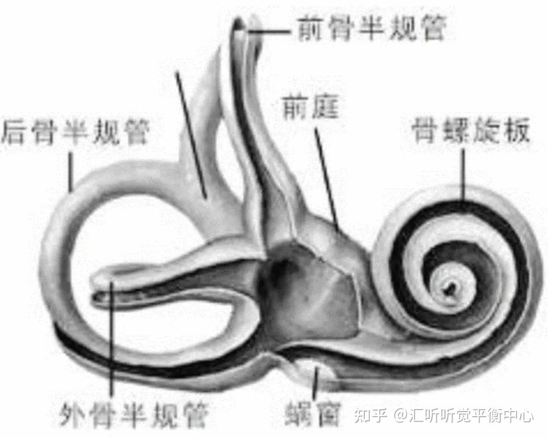 前庭专题 | 头晕？呕吐？可能是前庭在作祟！ - 知乎