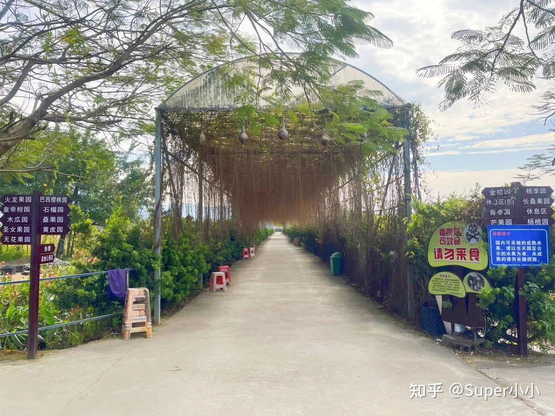 旭景农场位于中山,从大良出发开车1小时左右.