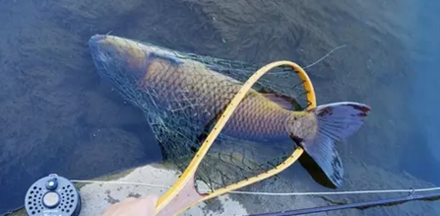 钓钓法随着科技进步和钓具的发展也被用来垂钓其他鱼种,大到2m的海鲢