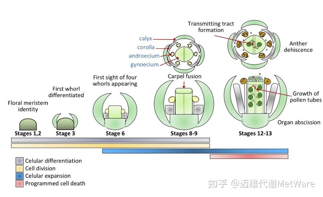 植物激素专题 | 看植物激素如何调控花开花落 - 知乎