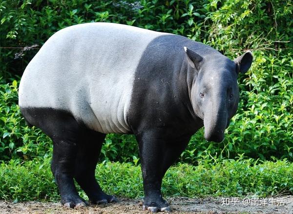 馬來貘 馬來西亞的國寶,屬瀕危野生動物,因其長相屬