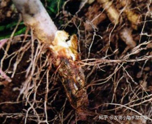 葡萄烂根病怎么治最见效苹果根腐病怎么办黄叶死苗预防用药根小子
