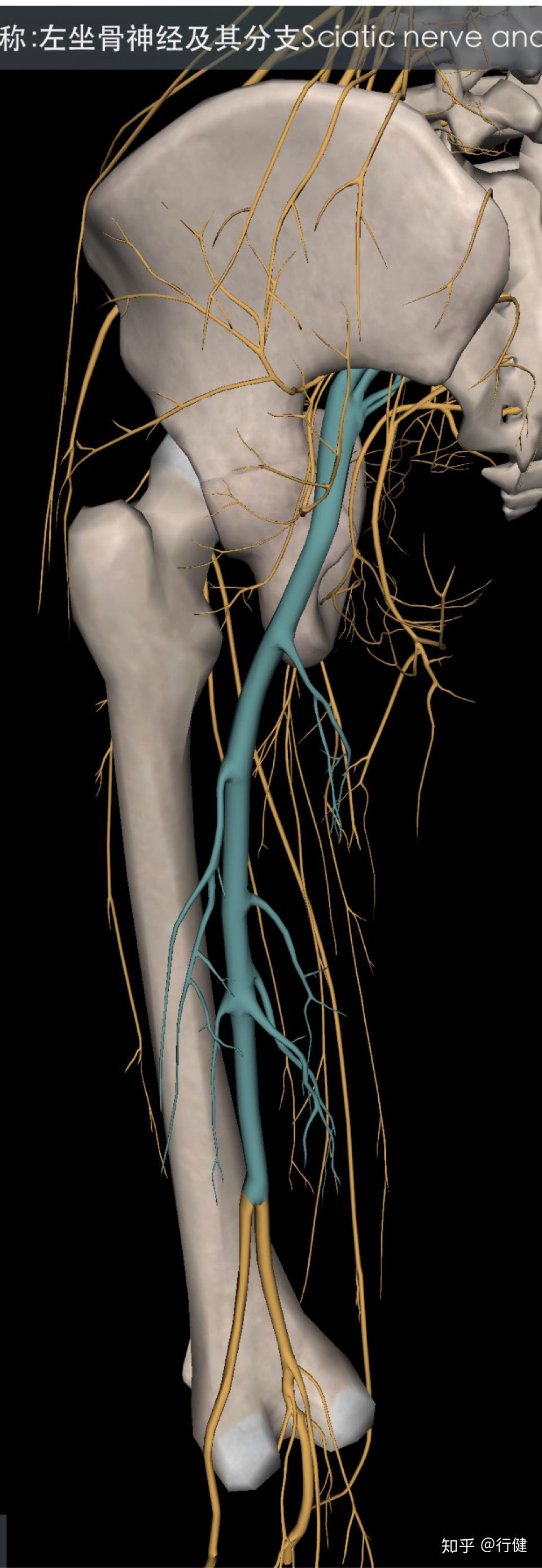 坐骨神经的走行图片