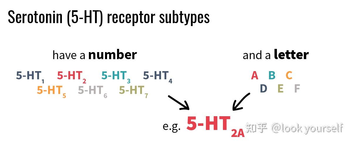 五羟色胺受体有哪些?