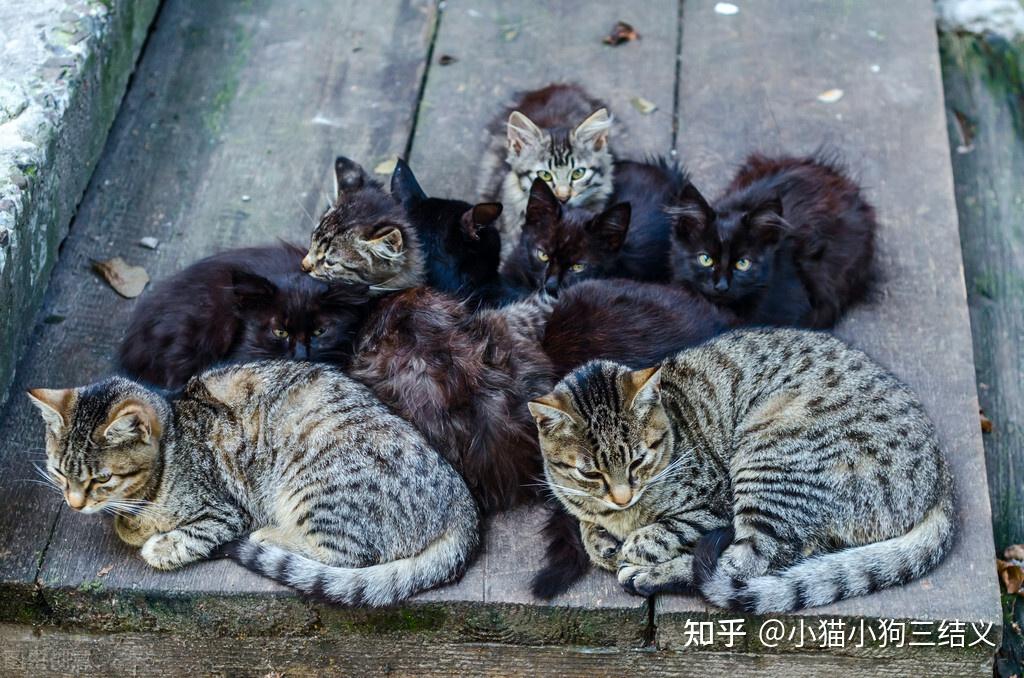 流浪猫之殇(一):流浪猫越来越多,来源有四个途径,你知道吗? - 知乎