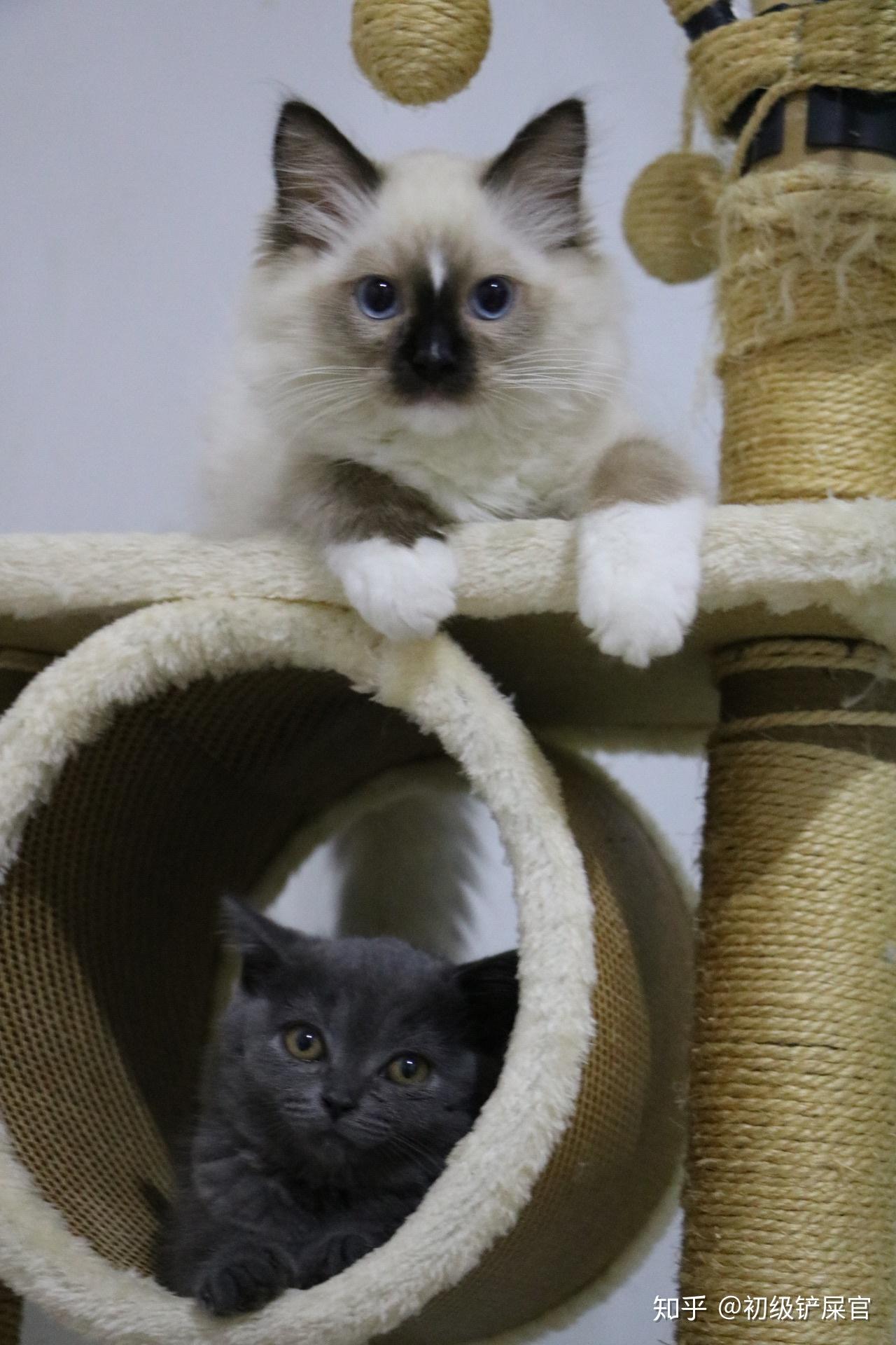 英短蓝胖子请大家看一下两千买的品相值吗