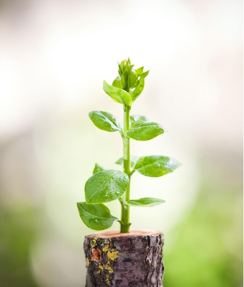 活着重生危局中的企业