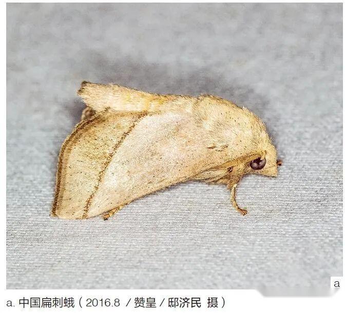 夏天的它们:认识夏虫(二) - 知乎