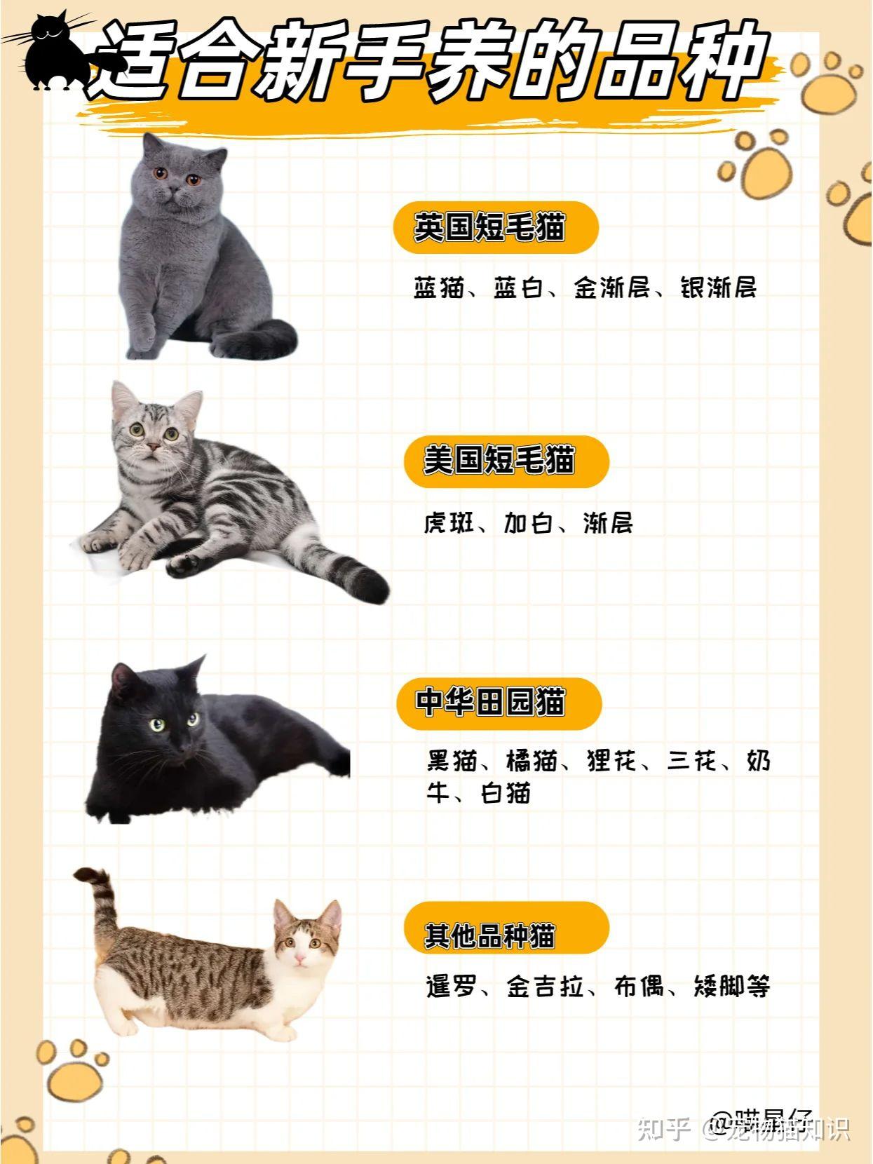 适合新手养的猫|25种猫咪品种大全 - 知乎