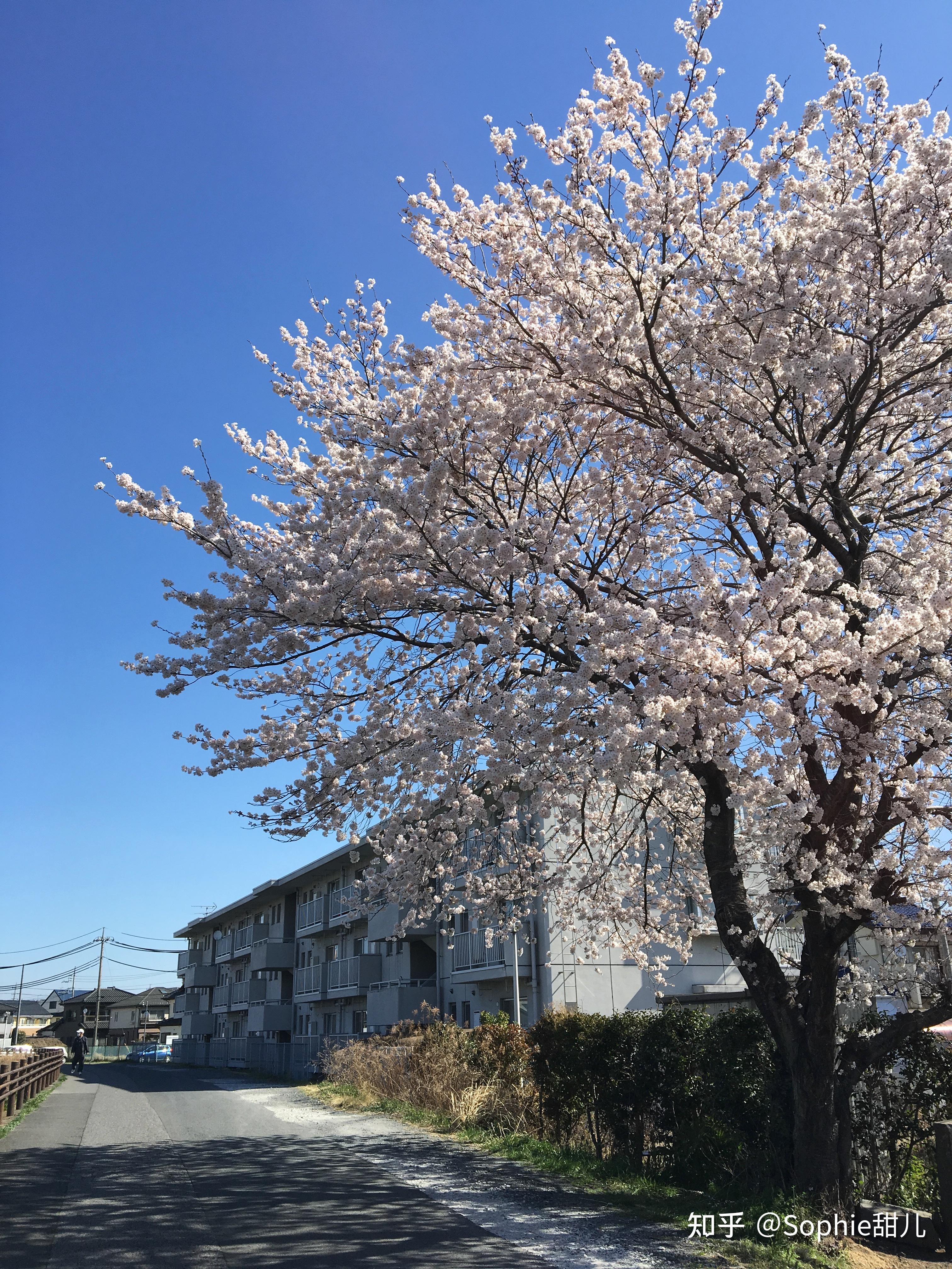 四月是樱花的日常