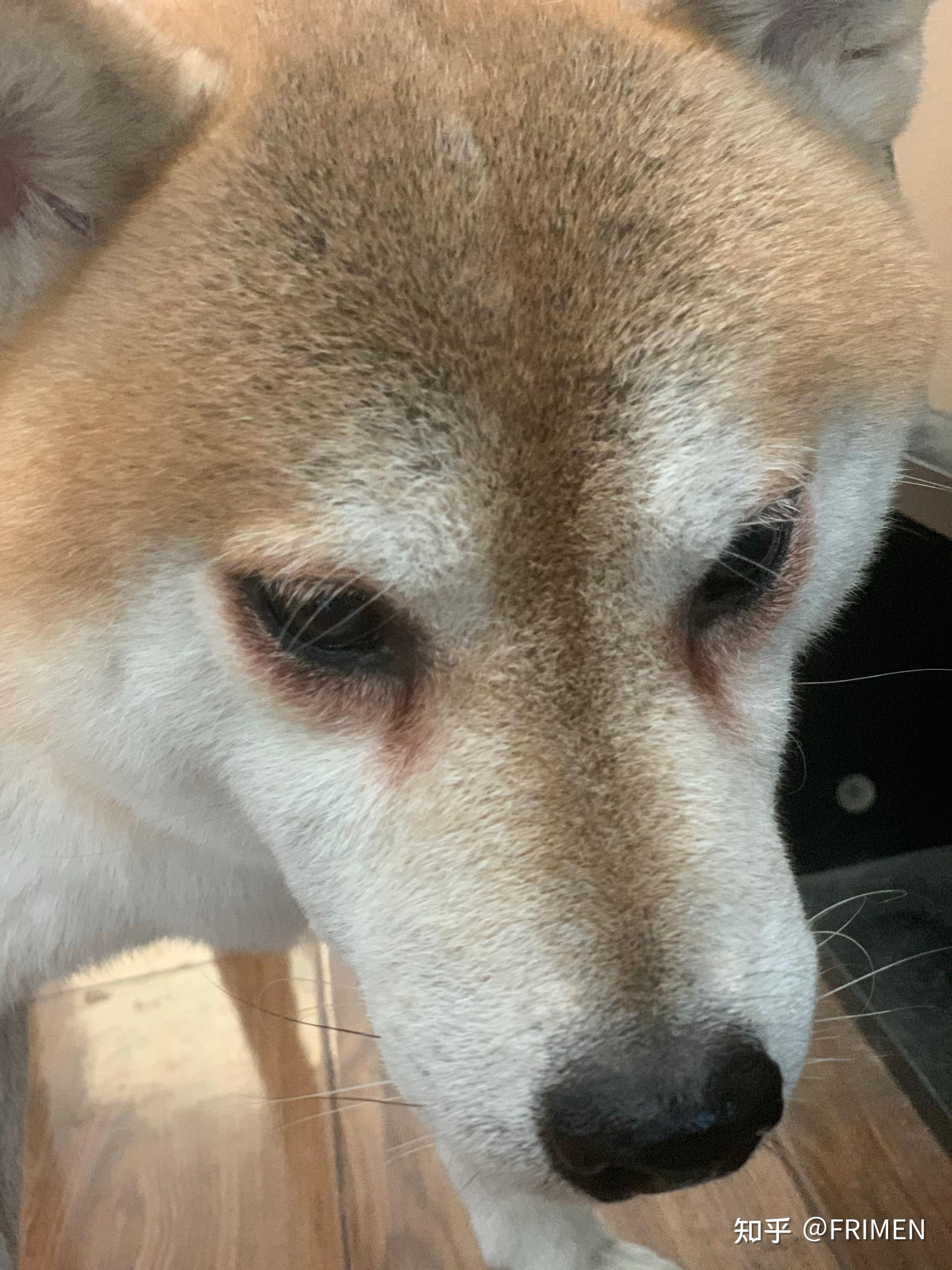 柴犬与泪痕的战斗