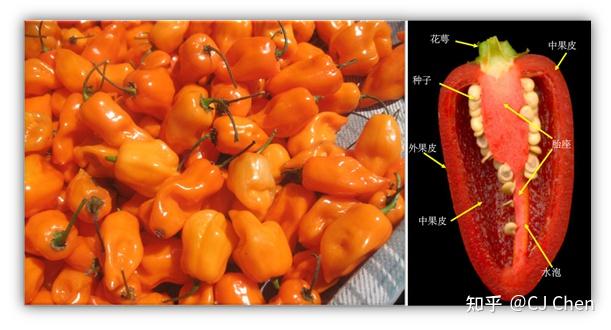 辣椒的结构及名称图片图片